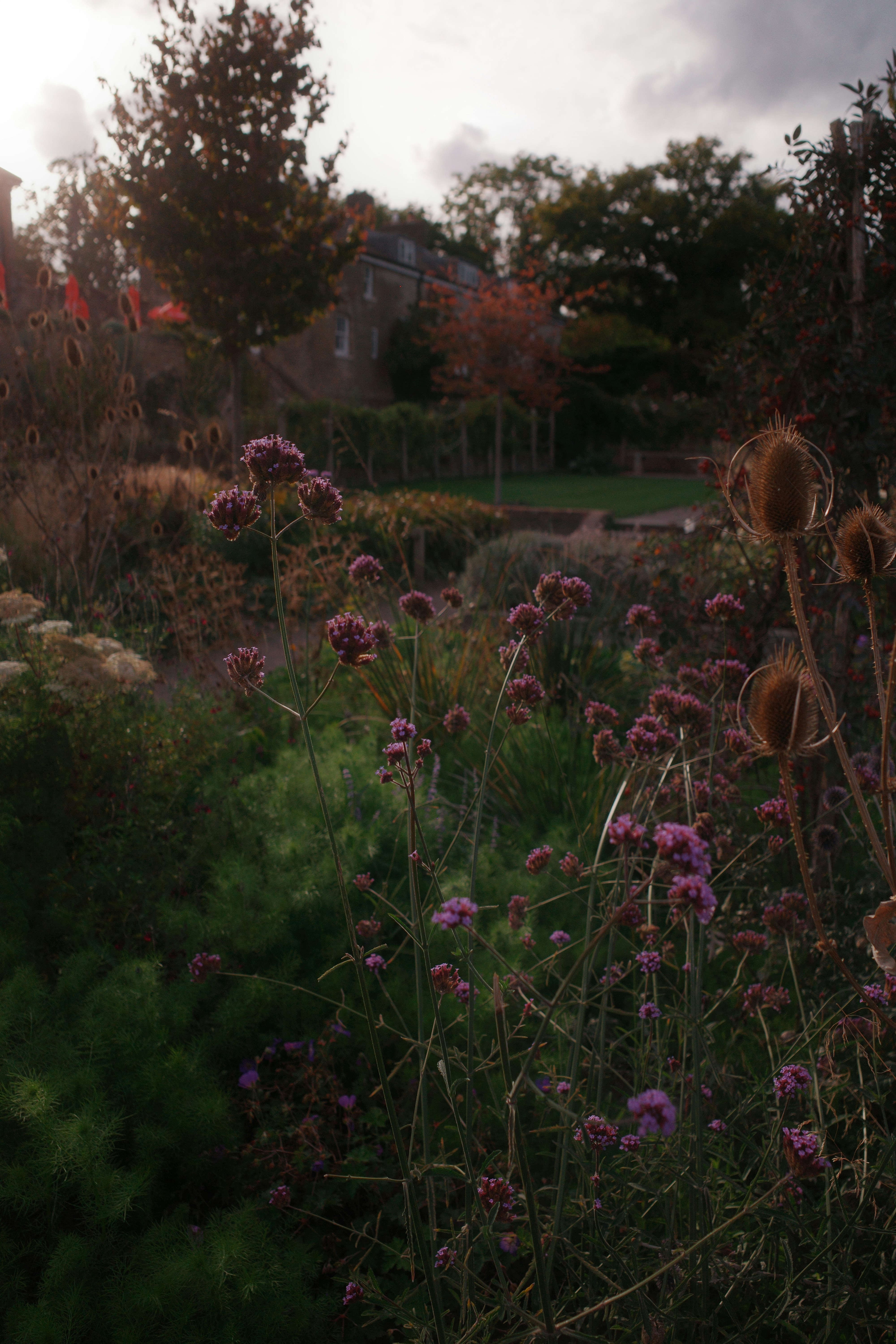 Late-season perennials in a garden border