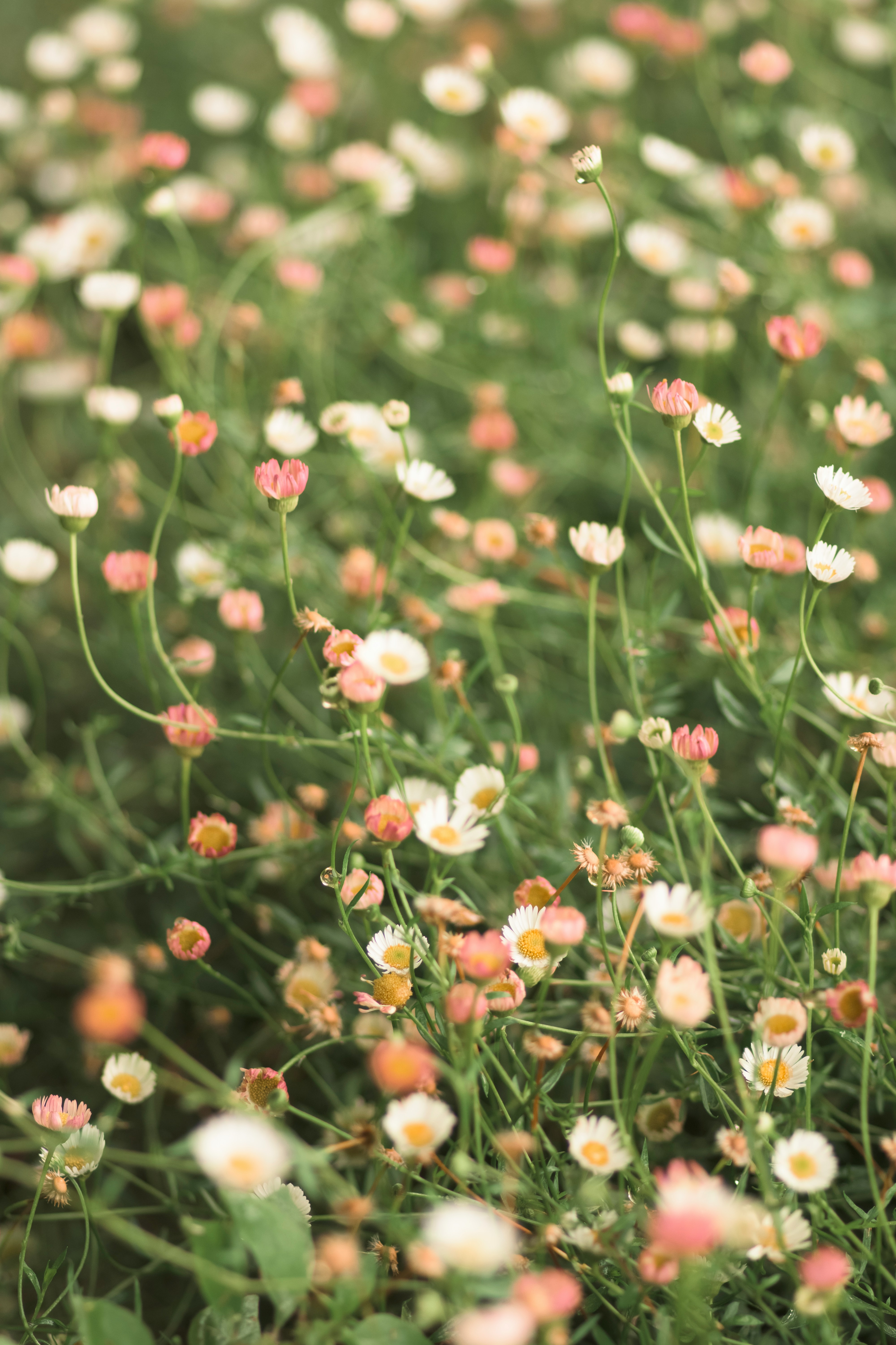 Soft pink and white flowers along a garden path