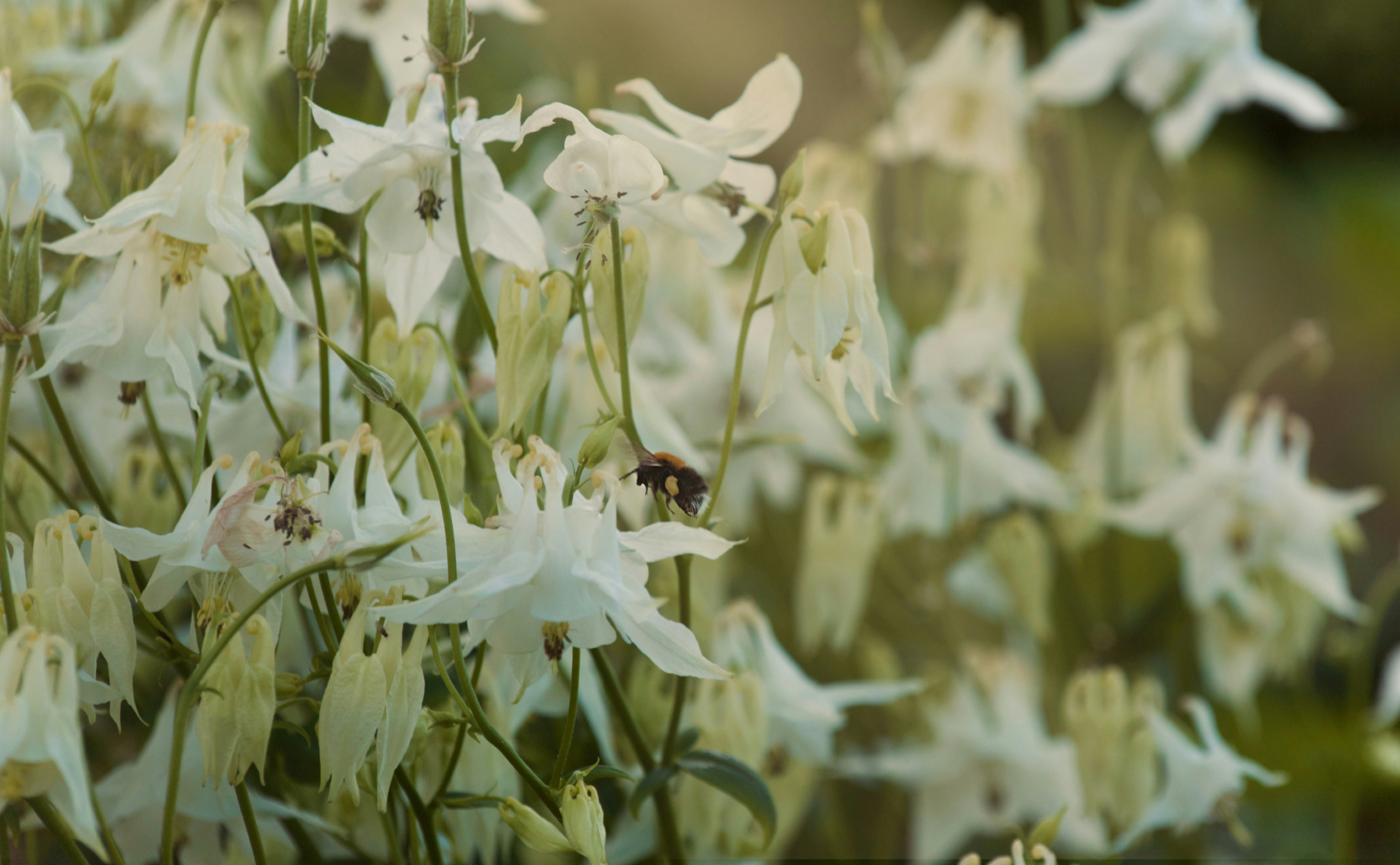 White columbine in bloom with a bumblebee