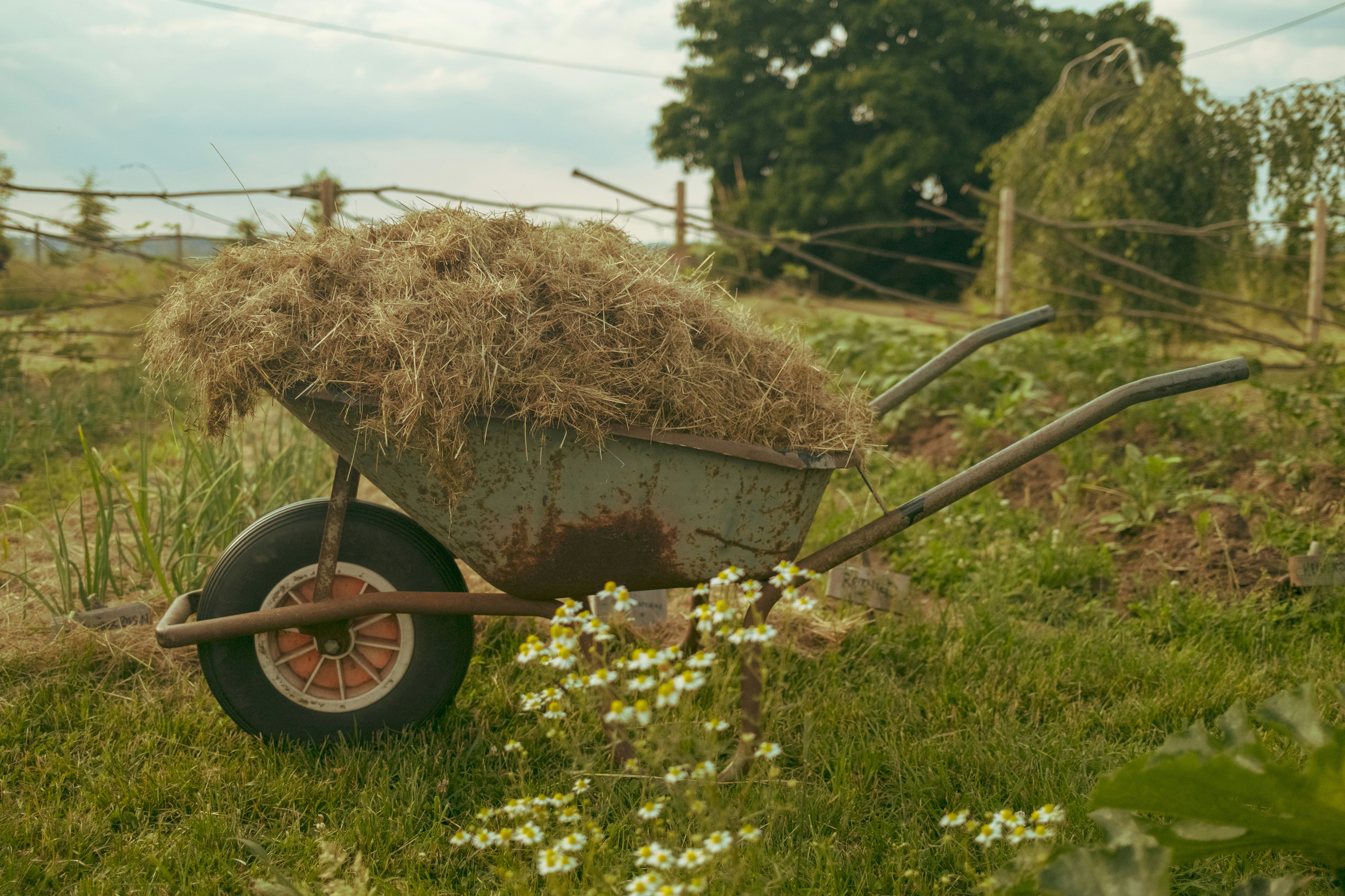 Wheelbarrow of straw in the nursery yard at golden hour