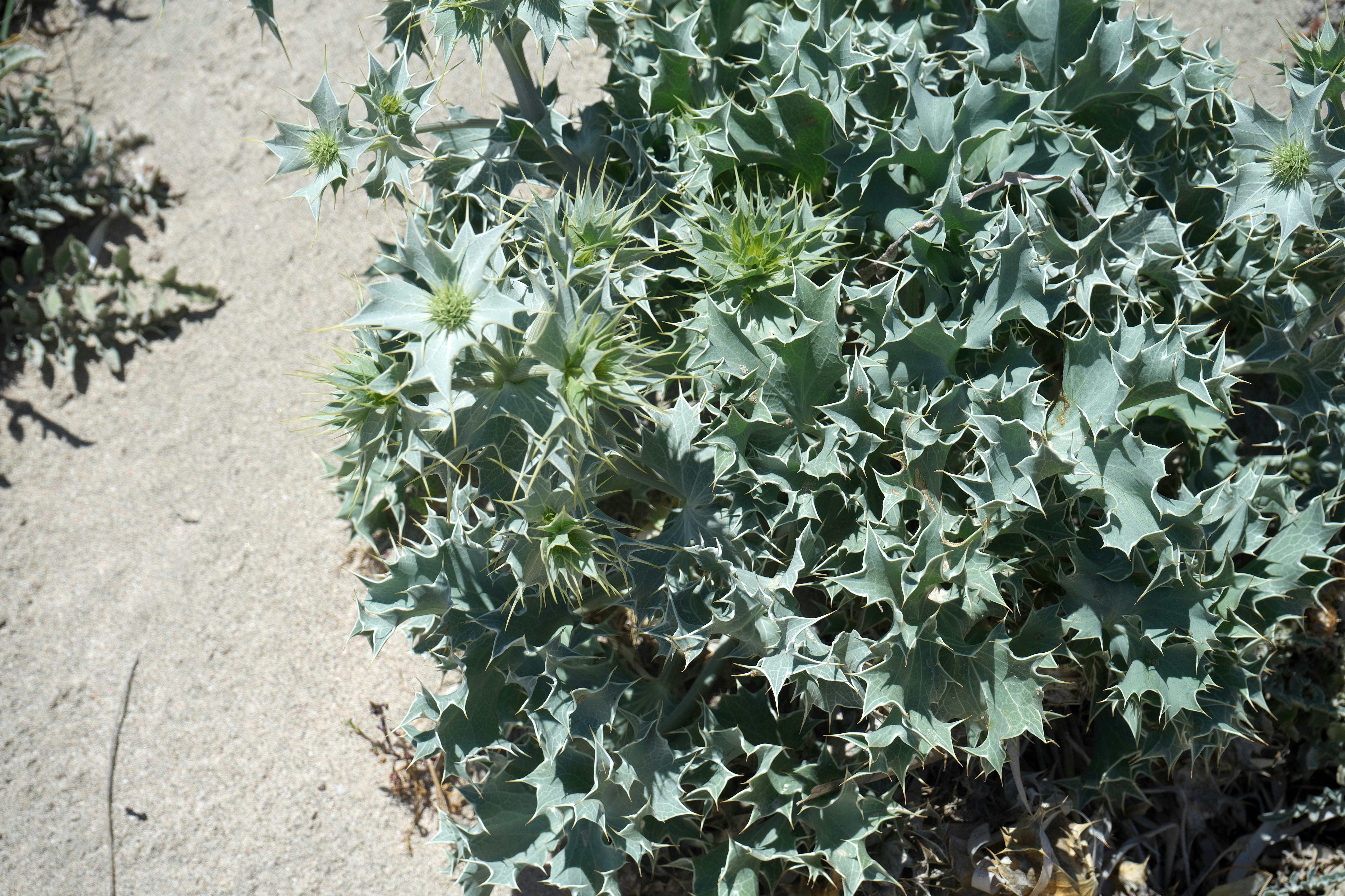 Sea holly foliage and early buds in sandy garden soil